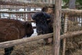 Winter scene.Large brown European bison stands in a snow near fence. Portrait of an adult male bison on the farm. Cloudy Royalty Free Stock Photo