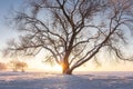 Winter scene with a large snowy tree in sunlight at sunset. Snow nature landscape on a clear evening with bright sun on horizon