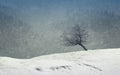 Winter scene with leaning tree and fir forest in the background Royalty Free Stock Photo