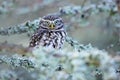 Winter scene with Little Owl, Athene noctua, in the white larch forest in central Europe. Portrait of small bird in the nature hab Royalty Free Stock Photo