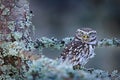 Winter scene with Little Owl, Athene noctua, in the white larch forest in central Europe. Portrait of small bird in the nature hab Royalty Free Stock Photo