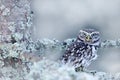 Winter scene with Little Owl, Athene noctua, in the white larch forest in central Europe. Portrait of small bird in the nature hab