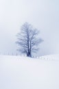 Winter scene with lonely tree