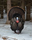 Winter scene of a male wild turkey displaying Royalty Free Stock Photo