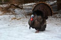 Winter scene of a male Wild Turkey Tom displaying his tail feathers Royalty Free Stock Photo