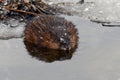 Muskrat floating in open water along the edge of frozen river Royalty Free Stock Photo