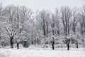 Winter Scene in Orchard