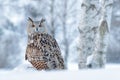 Winter scene with owl. Big Eastern Siberian Eagle Owl, Bubo bubo sibiricus, sitting on hillock with snow in the forest. Birch tree