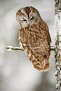 Winter scene with owl in the forest. Tawny Owl snow covered in snowfall during winter, tree trunk with snow. Owl with snow. Winter