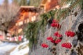 Winter scene photographed in the Alps outside the village of Wengen in Switzerland. Wood chalet, with red berries in foreground. Royalty Free Stock Photo