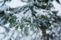 Pine branches covered with snow Royalty Free Stock Photo