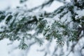 Winter scene - pine branches covered with snow. Royalty Free Stock Photo