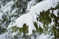 Winter scene - pine branches covered with snow. Royalty Free Stock Photo