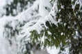 Winter scene - pine branches covered with snow. Royalty Free Stock Photo