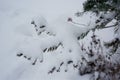 Winter scene - pine branches covered with snow. Royalty Free Stock Photo