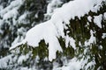 Winter scene - pine branches covered with snow. Royalty Free Stock Photo