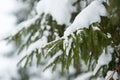 Winter scene - pine branches covered with snow. Royalty Free Stock Photo