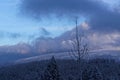 Winter scene of a pine forest against blue cloudy sky at sunset Royalty Free Stock Photo