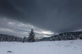 Winter scene in the pine forest with dark clouds Royalty Free Stock Photo