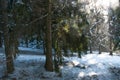 Winter scene in pine forest, entering sunlight Royalty Free Stock Photo