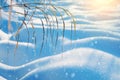 Winter scene Royalty Free Stock Photo