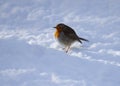 Robin in snow. Royalty Free Stock Photo