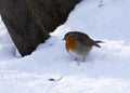 Robin in snow. Royalty Free Stock Photo