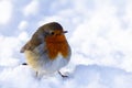 Robin in snow. Royalty Free Stock Photo
