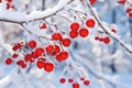 Winter scene of red fruits on tree branch. AI Generative