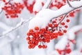 Winter scene of red fruits on tree branch. AI Generative