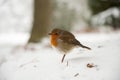 Winter scene of robin in snow Royalty Free Stock Photo