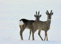 Winter scene . Roe deers Royalty Free Stock Photo