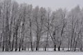 Winter scene with row of trees in hoarfrost. Snowy forest Royalty Free Stock Photo