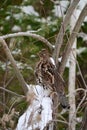 Winter scene of a Ruffed Grouse bird sits perched in a tree Royalty Free Stock Photo