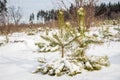 Winter scene of small pines