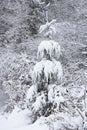 A winter scene with a small snow-covered pine with droopy branches