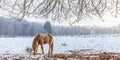 Winter scene with snow and brown Konik horse at the Dutch Veluwezoom Royalty Free Stock Photo