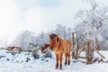 Winter scene with snow and brown Konik horses at the Dutch Veluwezoom Royalty Free Stock Photo