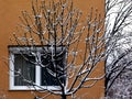 Snow Covered Tree Branches in Front of Beige Building Royalty Free Stock Photo