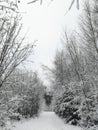 Winter scene with snow covered trees along a path in the forest Royalty Free Stock Photo