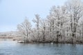 Snowy trees on the lake.