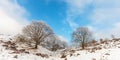 Winter scene with snow on the Dutch Posbank Royalty Free Stock Photo