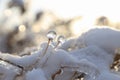 Winter scene, snow and ice covered plant Royalty Free Stock Photo