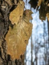 Winter scene snow on leaves Royalty Free Stock Photo