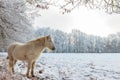 Winter scene with snow and white Konik horse at the Dutch Veluwezoom Royalty Free Stock Photo