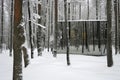 winter scene: snowcovered forest reflected on mirror house