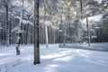 winter scene: snowcovered forest reflected on mirror house