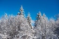 Winter scene with snowy forest. Winter landscape, wintry scene of frosty trees on snowy foggy background. Royalty Free Stock Photo