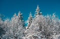 Winter scene with snowy forest. Winter landscape, wintry scene of frosty trees on snowy foggy background. Royalty Free Stock Photo