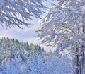 Winter scene with snowy spruce, beech and larch